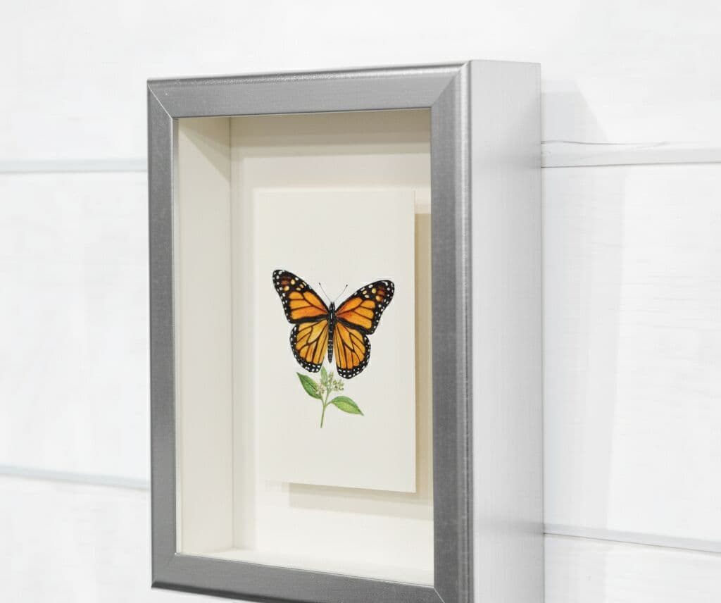 Angle view brushed silver shadowbox frame mounted on white shiplap wall displaying preserved monarch butterfly specimen on white mat with natural lighting showing frame depth excellent for entomology display conservation framing and museum-quality insect specimen preservation
