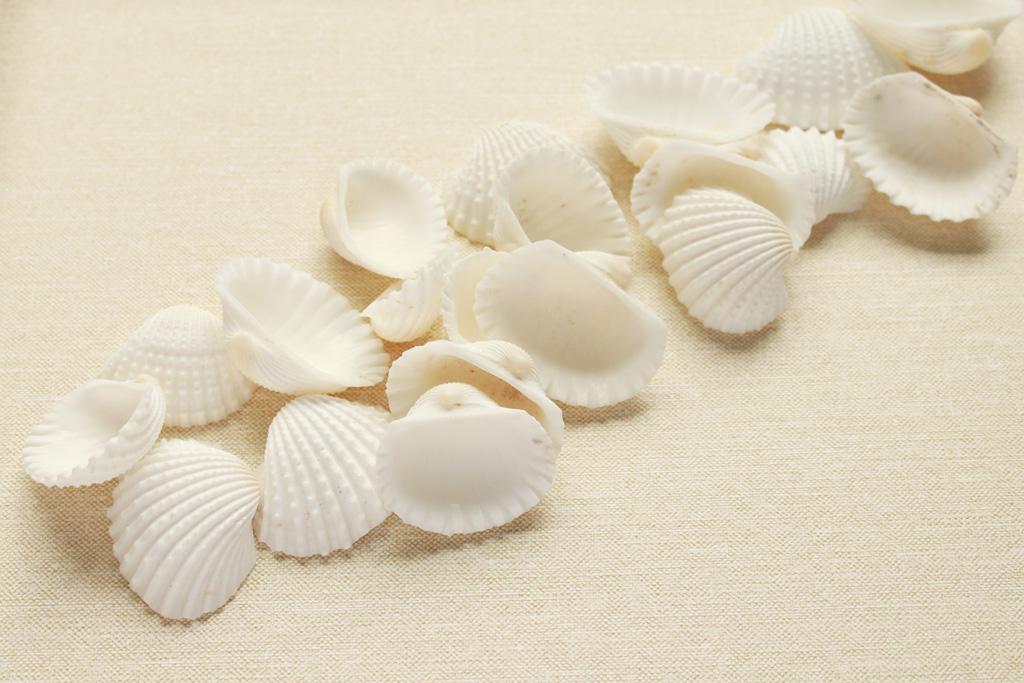 Seashell Collage Step 1